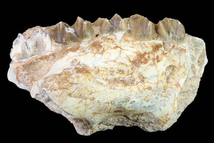 Oreodont (Merycoidodon) Maxilla Section - South Dakota #157396